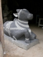 Vache sacre Nandi